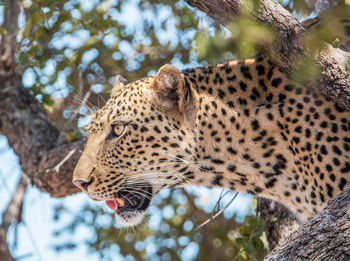 Low angle view of giraffe on tree