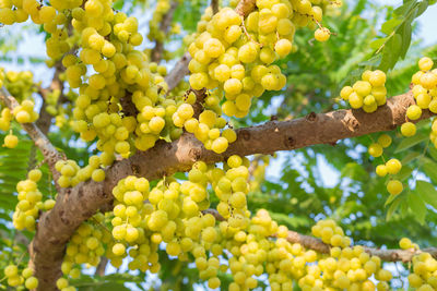 Fruits growing in vineyard