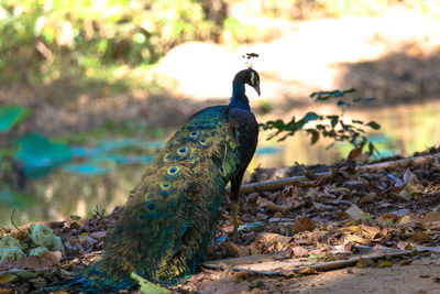 Close-up of a peacock