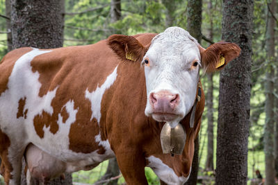 Portrait of cow