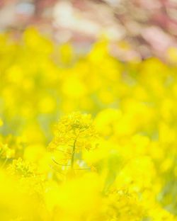 Close-up of insect on yellow flower