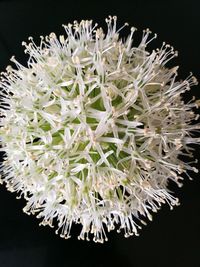 Close-up of cactus growing against black background