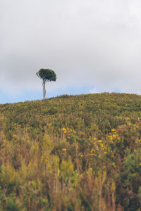 Trees growing on field against sky