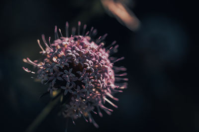 Close-up of pink flower