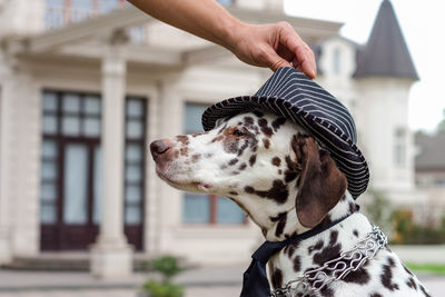 Close-up of dog