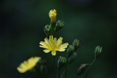 Close-up of yellow flowering plant