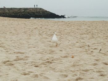 Seagulls on beach