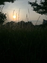 Silhouette plants growing on field against sky at sunset