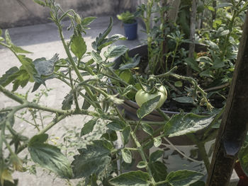 Close-up of snake on plant