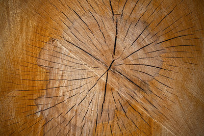 Full frame shot of tree stump