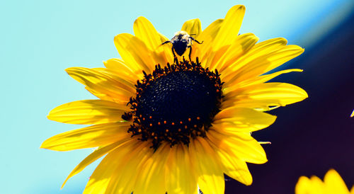 Close-up of insect on sunflower