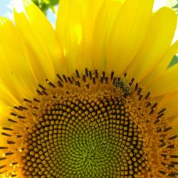 Macro shot of yellow flower