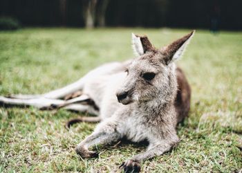 Close-up of kangaroo lying on grassy field