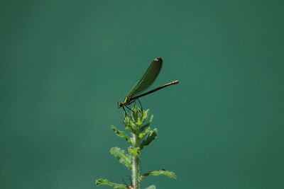 green