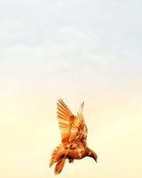 Low angle view of eagle flying against sky