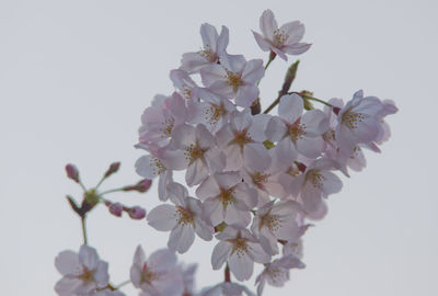 Close-up of pink flowers blooming in park