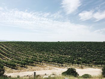 Scenic view of agricultural field against sky