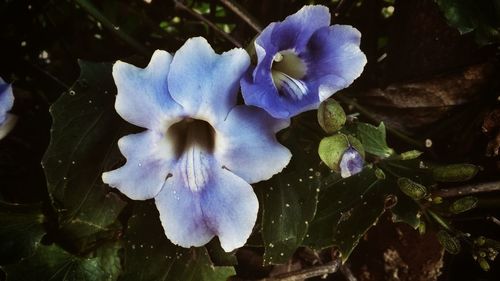 Close-up of purple flower