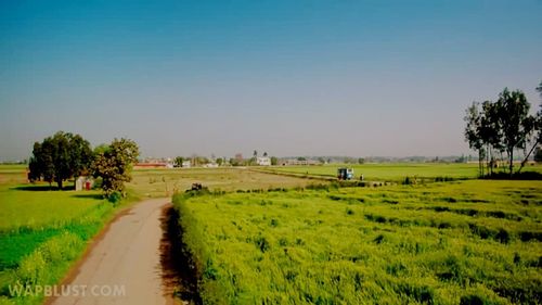 Scenic view of agricultural field against clear sky