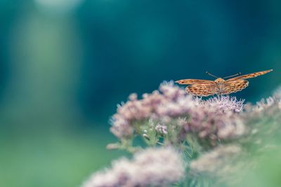 Close-up of butterfly pollinating on flower