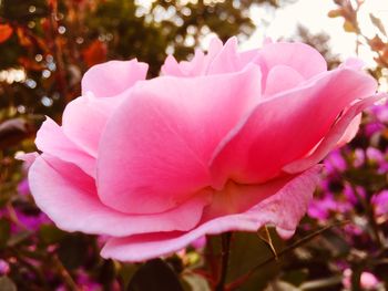 Close-up of pink rose