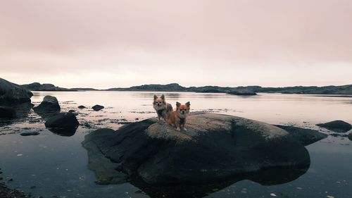 View of dogs on sea shore against sky