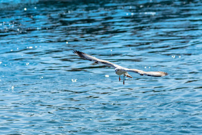 Seagull flying over sea