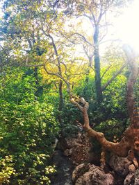 Trees in forest