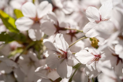 Close-up of white cherry blossoms