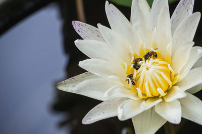 Close-up of insect on white flower