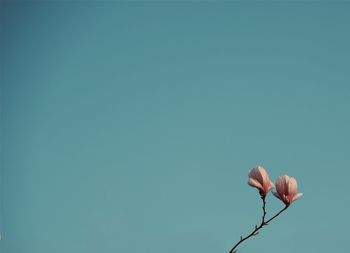 Close-up of hand on flowering plant against clear sky