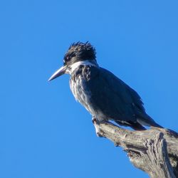 Low angle view of bird perching on a tree