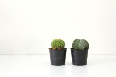 Close-up of potted plant against white background