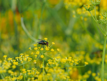 Close-up of insect on flower