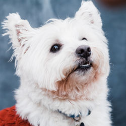 Portrait of west highland white terrier