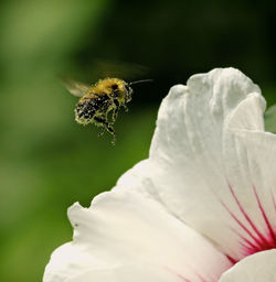 Close-up of bee pollinating on flower