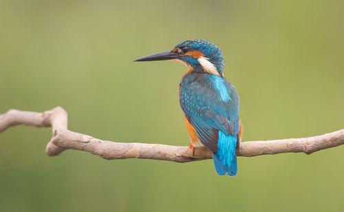 Close-up of bird perching on branch