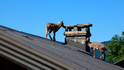 Low angle view of horse against sky