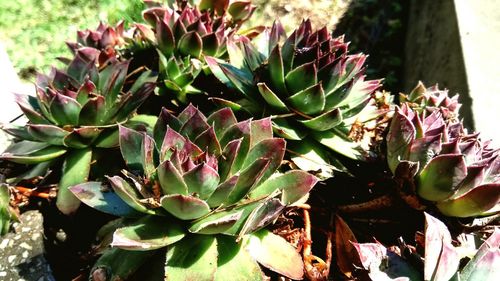 Close-up of succulent plant