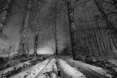 Snow covered bare trees in forest