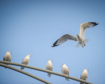 Low angle view of seagulls against clear blue sky