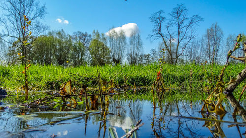 Reflection of trees in calm lake