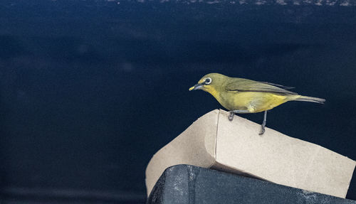 Close-up of bird perching