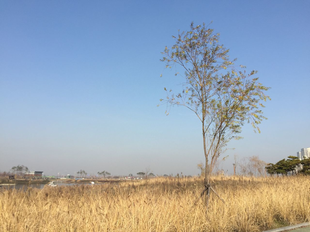 clear sky, tranquility, blue, tranquil scene, field, copy space, landscape, scenics, nature, beauty in nature, growth, tree, grass, rural scene, plant, non-urban scene, idyllic, no people, sunlight, outdoors