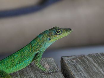 Close-up of lizard on wood