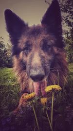 Close-up of dog on field