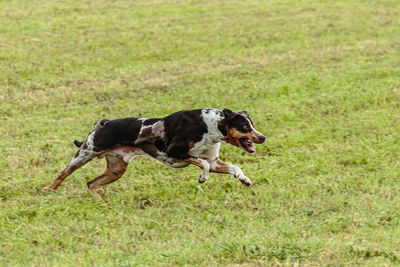 Catahoula