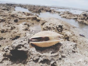 Close-up of shell on rock