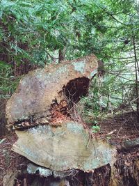 Plants growing on tree trunk