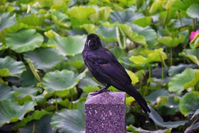 Raven corvus corax bird common beautiful  perched crow traditional japanese garden tokyo japan asia